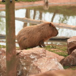 capybara fiona (2)