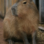 capybara fiona (3)