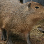 capybara fiona (4)MAIN