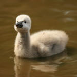 coscoroba cygnet