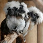 cotton topped tamarin Hetti Sansom-
