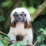 cotton topped tamarin Lisa Alexander