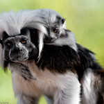 cotton topped tamarin MAIN