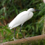 egret (3) MAIN