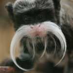 emperor tamarins