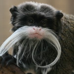 emperor  tamarins fiona   (3) MAIN