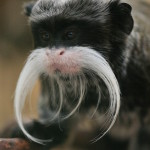 emperor  tamarins fiona   (4)