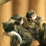 emperor  tamarins fiona   (9)