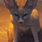 fennec MAIN