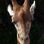 giraffe (2)