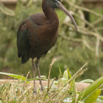glossy ibis Jayne King  (4) MAIN