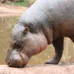 hippo fiona  (3)