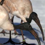 ibis