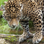jaguar (2)