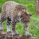 jaguar (5)