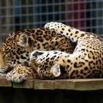 jaguar1