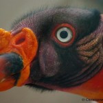 king vulture Christopher Stanley MAIN