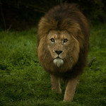 lion Andrew Stephenson