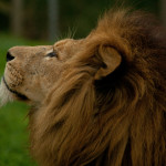 lion Andrew Stephenson (3) MAIN