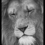 lion Martin Snelson(2)
