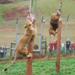 lion dippy northern - bangers