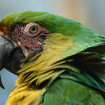 macaws Alistair Wilson