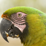 macaws Jayne King 1 (2)