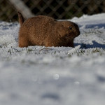 marmot