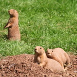 marmot (2)