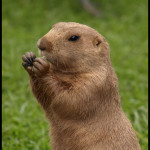 marmot michelle booth MAIN