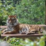 new sumatran tiger tristan whittaker
