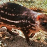 paca
