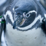 penguin (2)