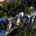 penguin (3)