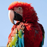 red green macaw