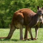 red kangaroo MAIN