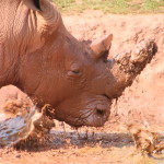 rhino (5)