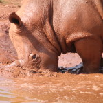 rhino (6)