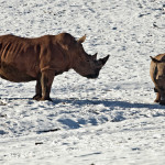 rhino Andrew Stephenson1 (2)