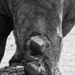 rhino Andrew Stephenson1 (4)