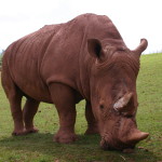 rhino -- FINAL MAIN
