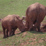 rhino Kimberely ross