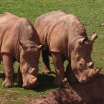 rhino claire lockwood