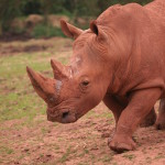 rhino fiona  (2)