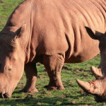 rhino fiona  (5)