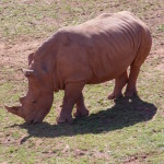 rhino fiona  (6)