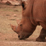 rhino fiona  (8)