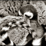 ring tail lemur michelle booth(9)