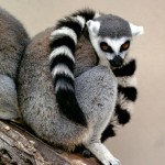 ring-tailed-lemur_692_600x450