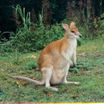 river sand wallaby